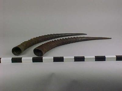 Horns, Roan Antelope (1 Pair)