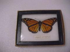 Monarch Butterfly, Riker Mount