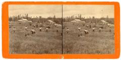 Stereoview, Working In Harvest