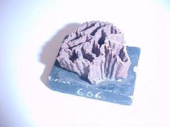 Chain Coral Fossil