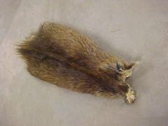 Animal Study Skin, Juvenile, Possibly A Beaver
