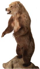 Grizzly Bear
