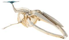 Skeleton, Fin Whale