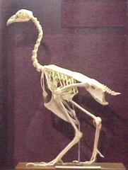 Chicken Skeleton