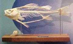 Perch Skeleton