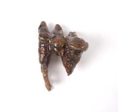 American Mastodon (molar)