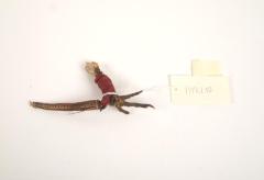 Game, Cock Foot With Knife Attached